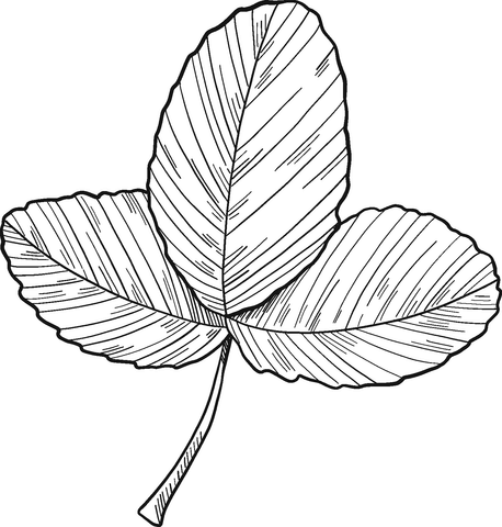 Strawberry Leaves Coloring Page